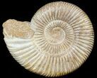 Perisphinctes Ammonite - Jurassic #45404-1